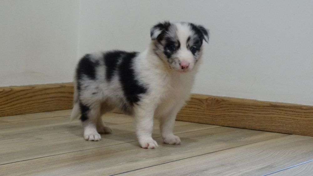 Border collie piesek z rodowodem