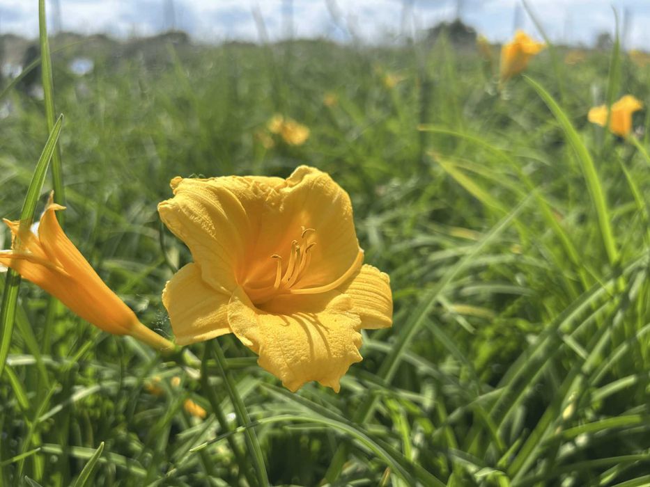 Liliowiec ‘Stella de Oro’ – sadzonki w pojemnikach 2l