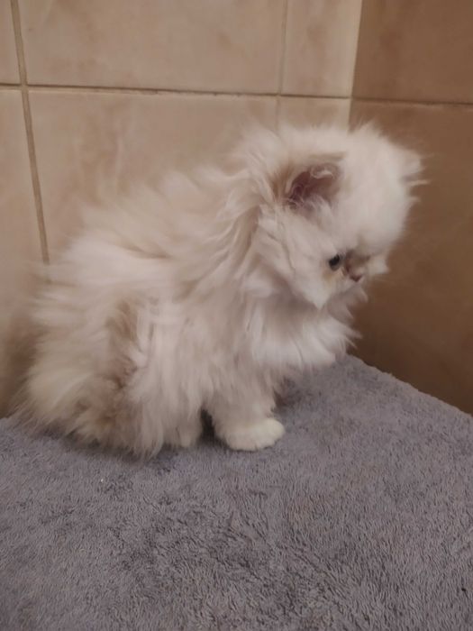 Персидский мальчик