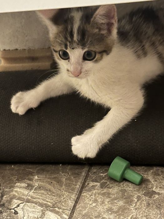 Віддаю в добрі руки