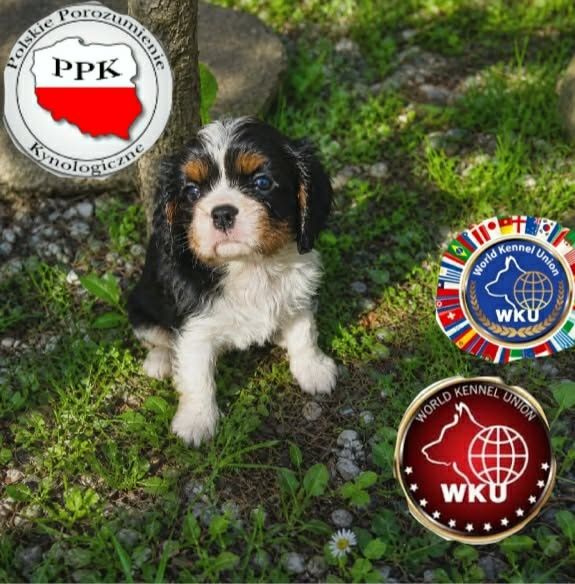 Gotowe już prawie do ODBIORU Cavalier King Charlis Spaniel