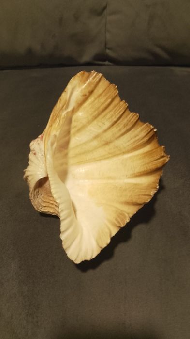 Duża muszla oceaniczna