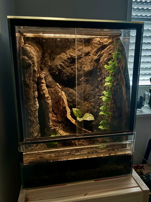 Terrarium z gekonami