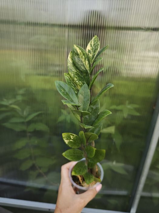 Zamioculcas variegata