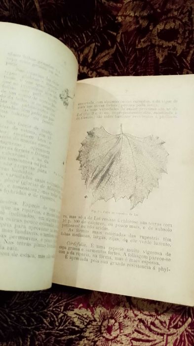 Viticultura Pratica Portugueza 1907 M. Rodrigues de Moraes