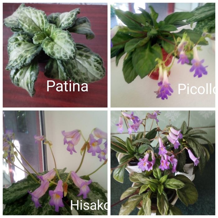 Примуліна хірита