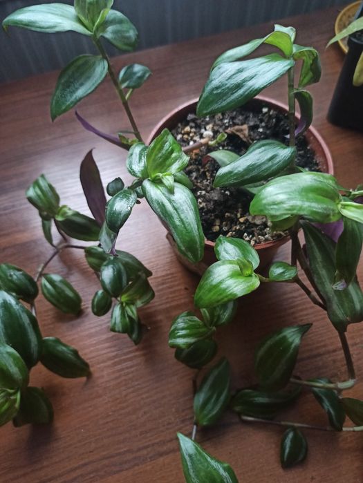 Trzykrotki różne odmiany rosnące i ciete