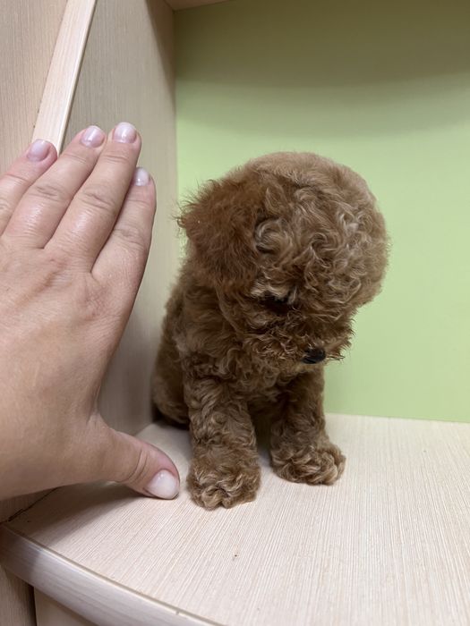 Той пудель для вязки