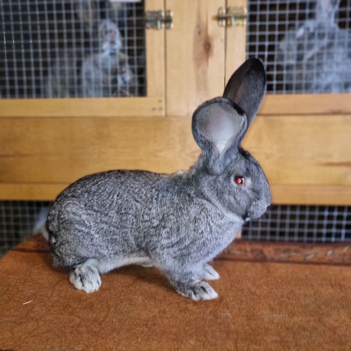 Belgijski olbrzym szynszlowy