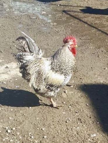 Продам породистих півнів