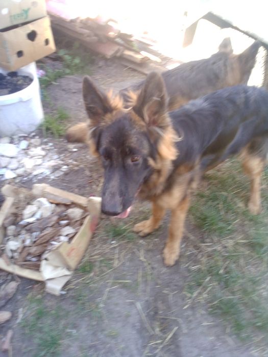 Німецька вівчарка