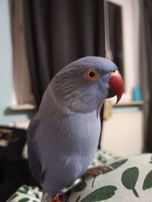 Aleksandrrtta Obrożna Fiolet