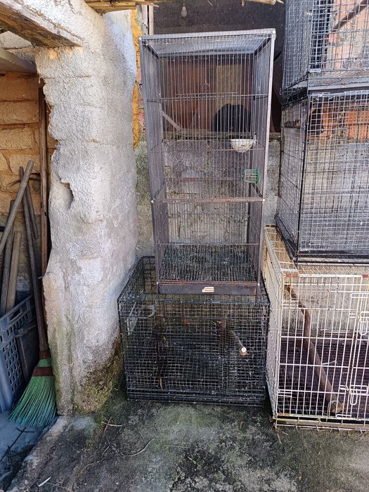 Gaiolas adaptadas para aves de bico curvo