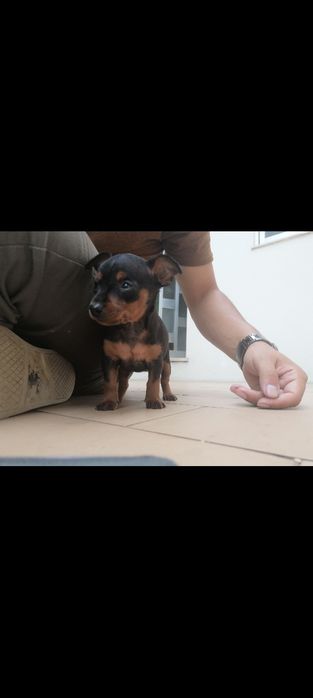 Pinscher macho miniatura