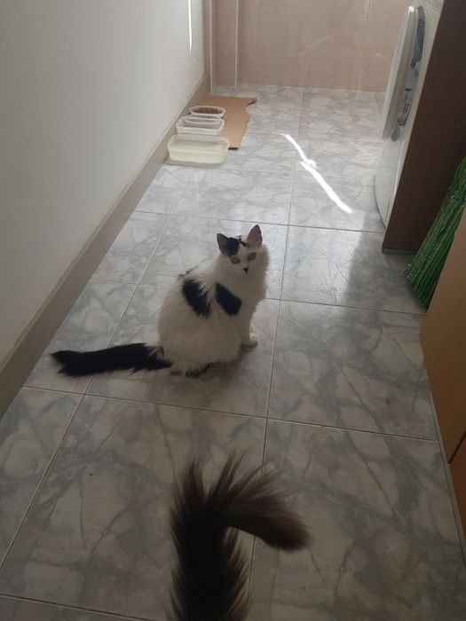 2 Gatos Adultos Esterilizados para Adoção Responsável – Seixal