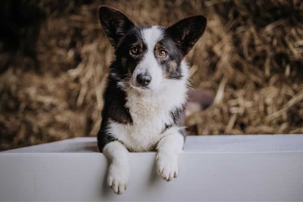 Welsh Corgi Cardigan ZKwP FCI