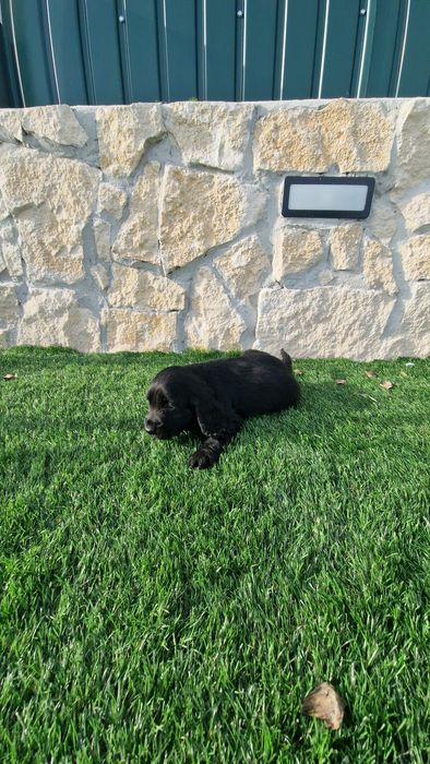 Cocker Spaniel Inglês  Preto