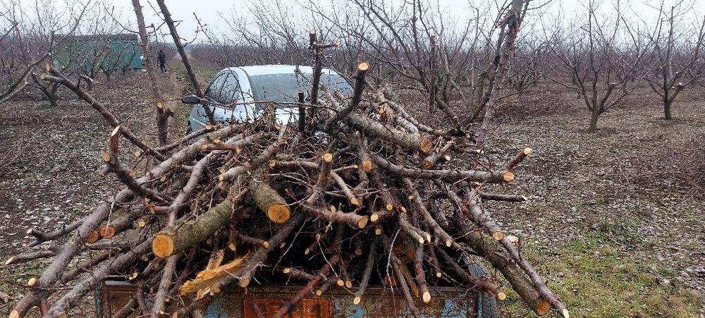 Дрова. Дрова фруктовые, шашлычные.Тополь, акація, абрикос