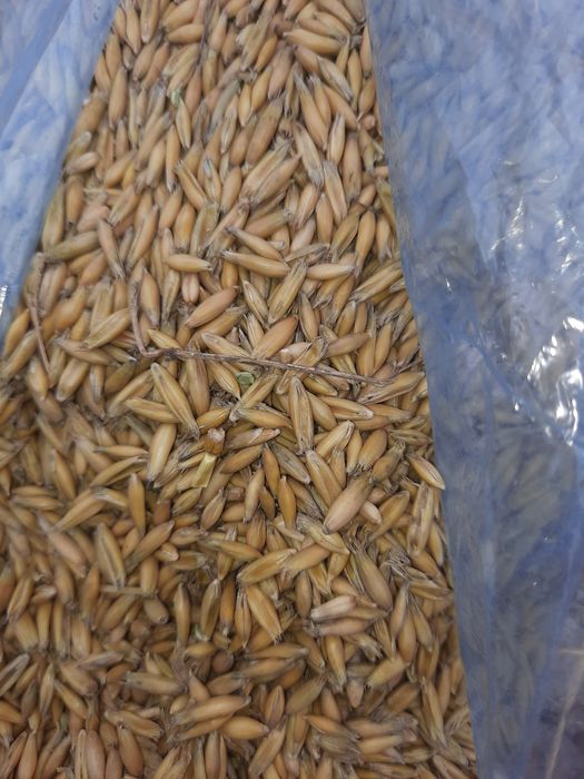 Owies odmiana bingo tegoroczny zbiór