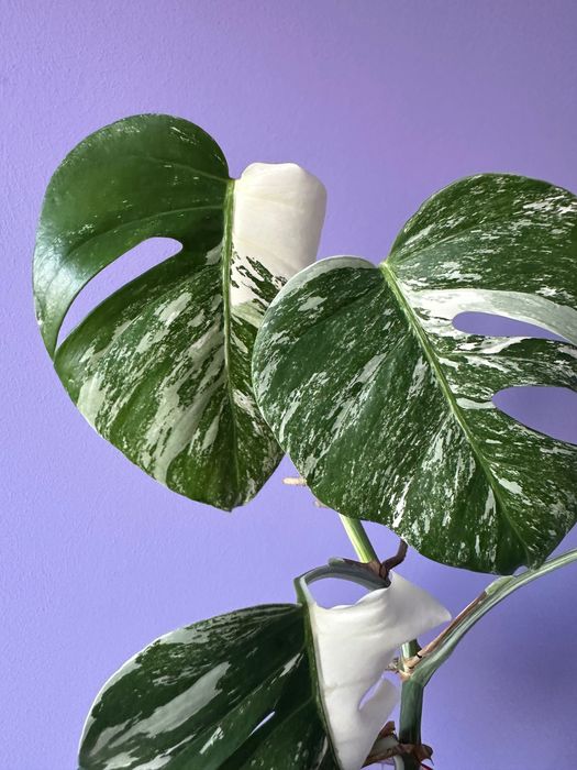 Monstera variegata