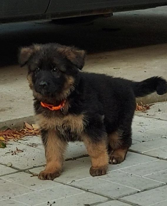 Щенки длинношерстной нем.овчарки.