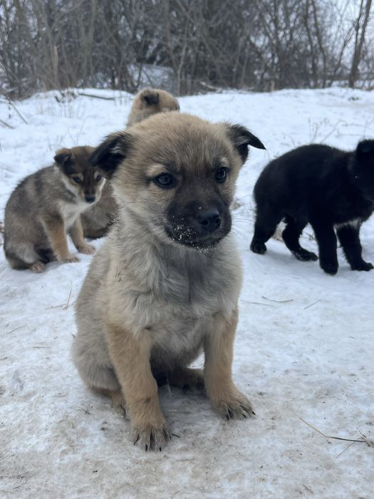 Цуценята-герої в добрі руки