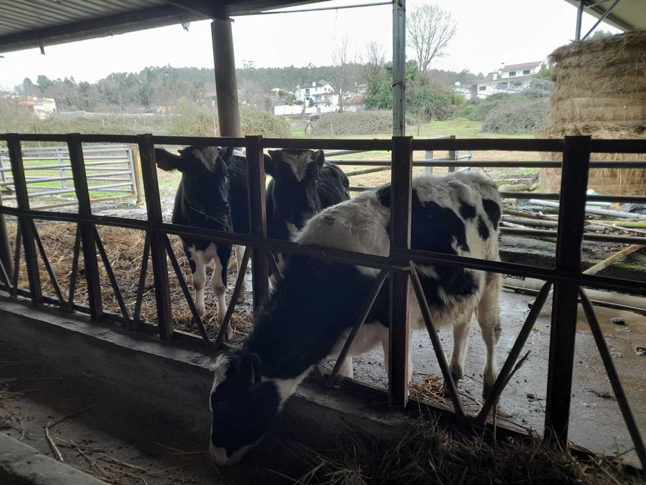 Vitelo frisio 6 meses