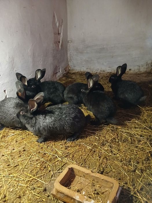 Кролі  різних порід,,радянська шиншила.полтавське срібло та інші.