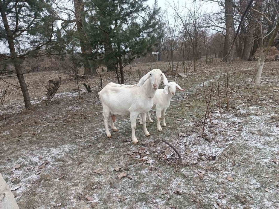 Нубійські кози. Обмін
