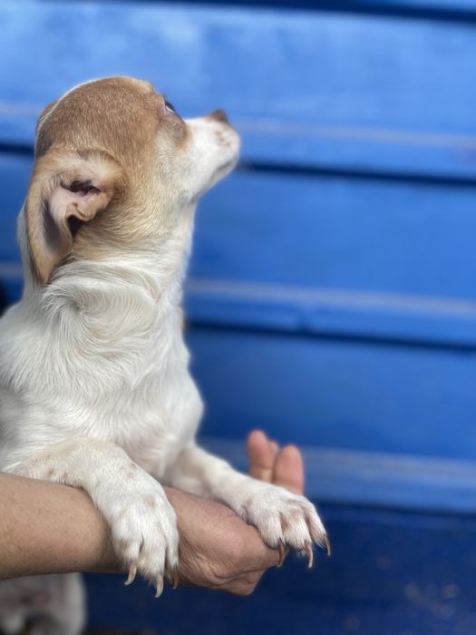 Чихуахуа хлопчик стандарт