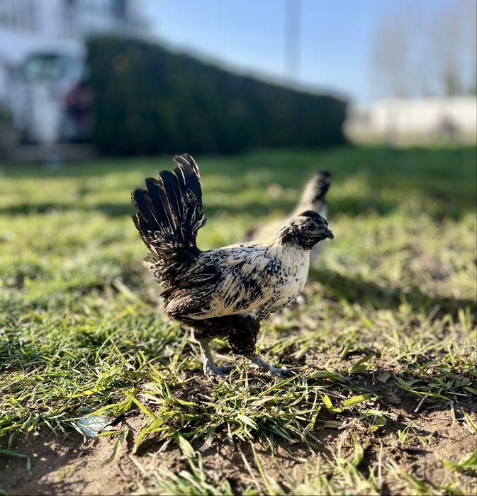 Cruzamento Sebright Prata x Sedosa do Japão (Silkie)