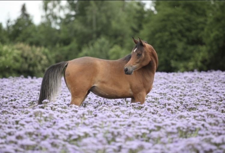 Gorczyca Gryka Facelia Rzodkiew Oleista