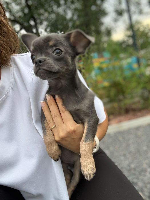 Chihuahua piesek blue and tan