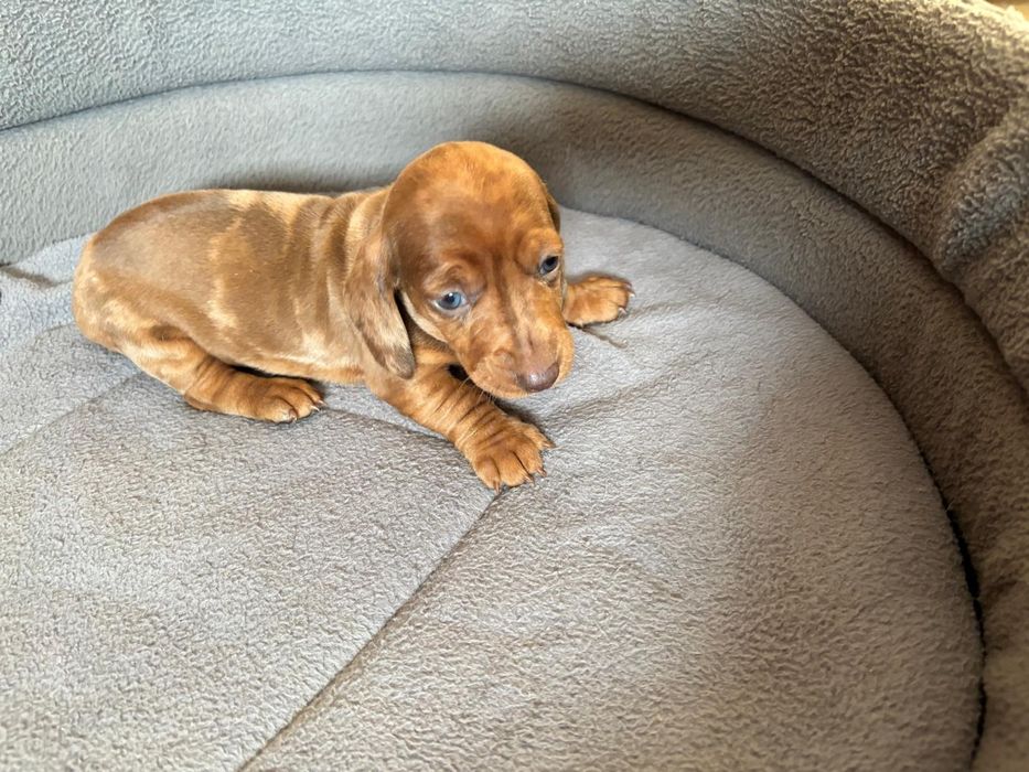 Jamnik miniaturowy merle