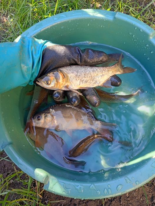 Amur narybek/kroczek. Karp , Tołpyga , Jesiotr , Okoń.