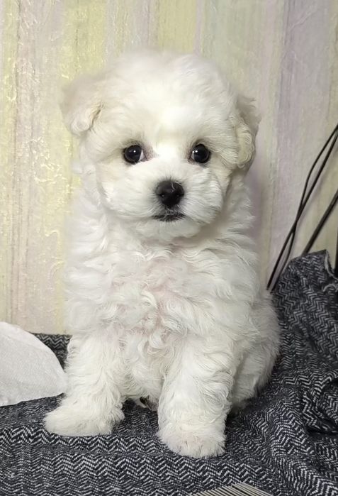 Бішон фрізе, КСУ, дівчинка