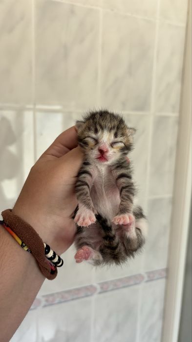 gatinhos bebes para adocao
