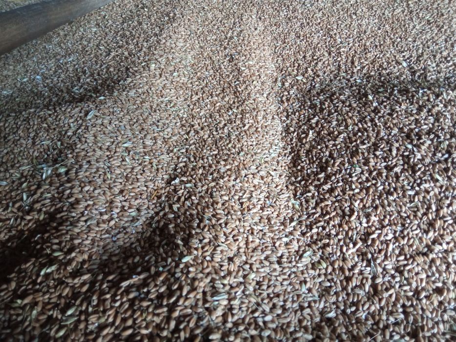 Продам пшеницю 2025 року.