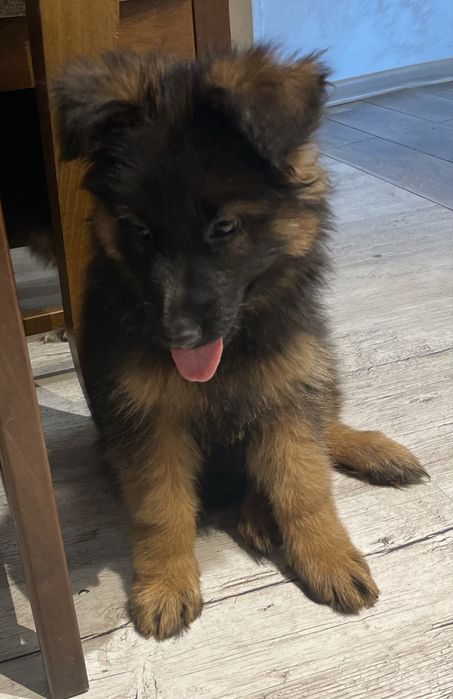 Owczarek niemiecki szczenię suczka podpalana