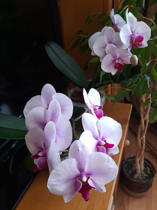 Орхидея фаленопсис PF - 5017