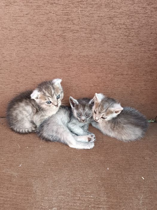 Віддам кошенят в хороші руки