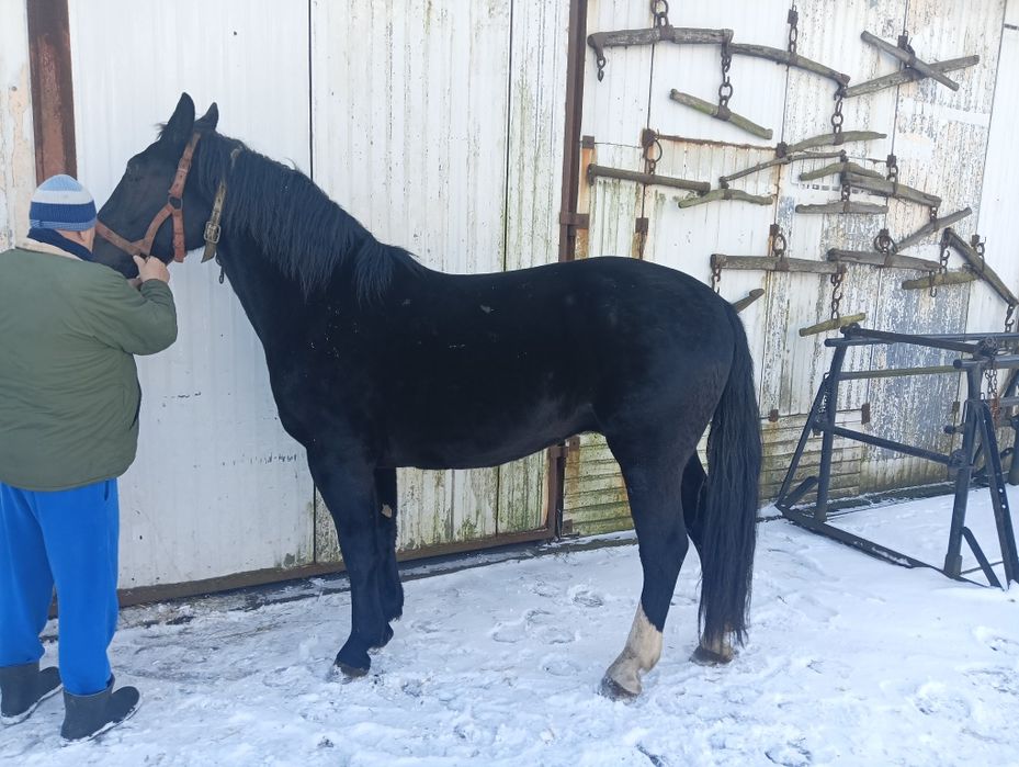 Wałach śląski 4 lata