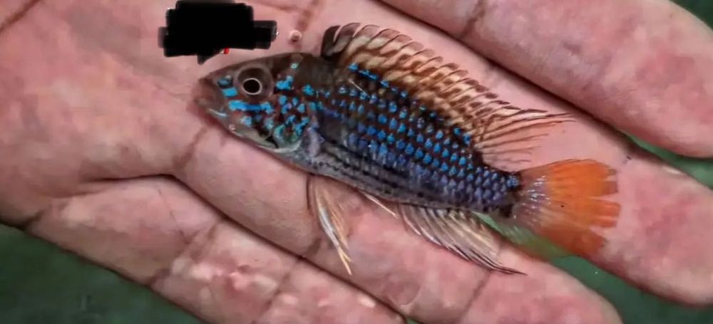 Apistogramma sp. Yurimaguas - Pielęgniczka - F1