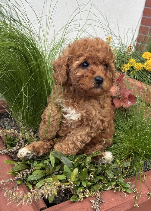 Cavapoo f1b Pudel Toy, Cavalier