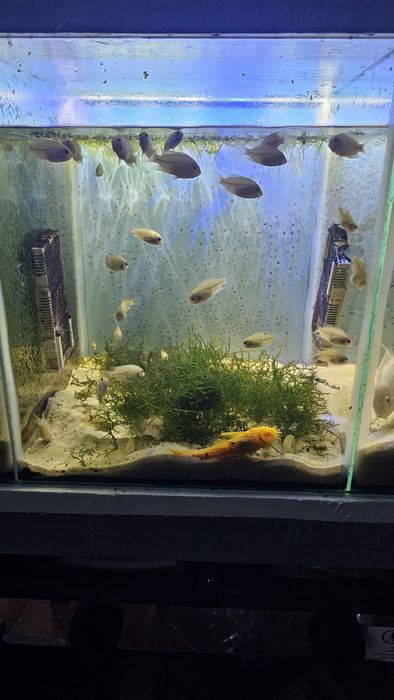 Ninhada de ciclidios