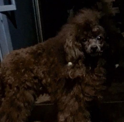 Кобель КСУ Вязка красный пудель.