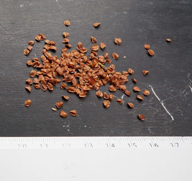 Кипарис насіння (4 види) кипарисовик семена хвойних є безкошт доставка