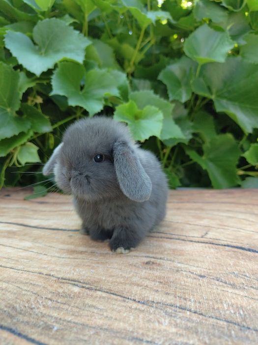 Króliczek Mini Lop, karzłek teddy, karzełek, miniaturka.