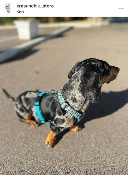 Анатомічна шлейка для собак