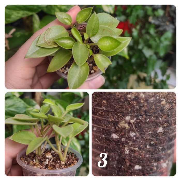 Пеперомія срібляста ( Silver), пеперомія Рейндроп, пепером Піксі лайм